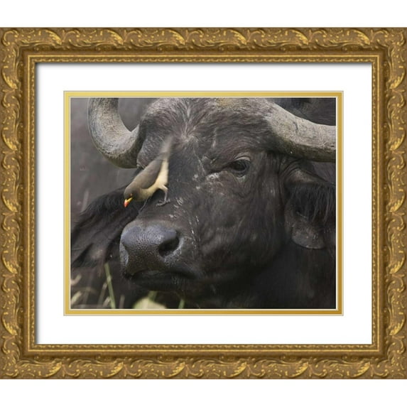 Williams, Joanne 24x20 Gold Ornate Wood Framed with Double Matting Museum Art Print Titled - Kenya Oxpecker bird on nose of water buffalo
