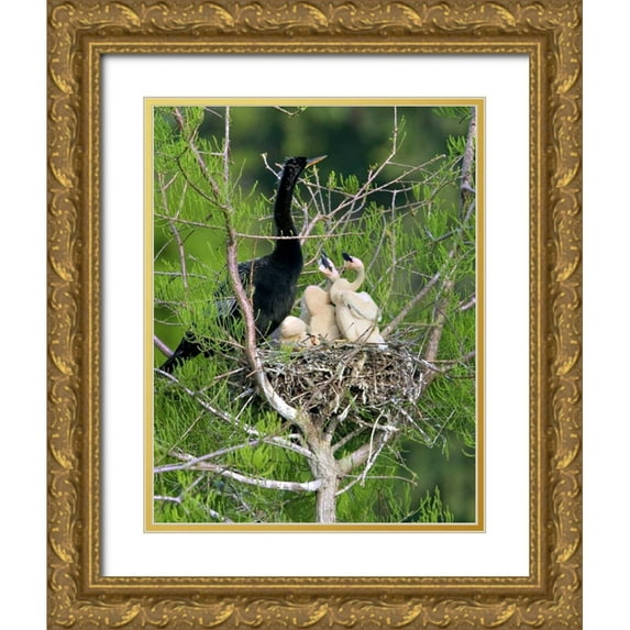 Williams, Joanne 26x32 Gold Ornate Wood Framed with Double Matting Museum Art Print Titled - USA, Florida Anhinga parent and chicks in nest