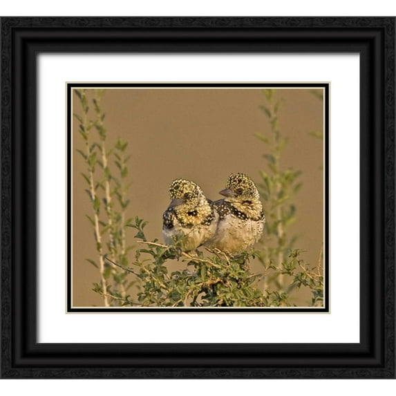 Williams, Joanne 29x26 Black Ornate Wood Framed with Double Matting Museum Art Print Titled - Kenya Red-yellow barbets perched on tree limb