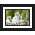 thumbnail image 1 of Williams, Joanne 32x23 Black Ornate Wood Framed with Double Matting Museum Art Print Titled - FL, Everglades NP Little blue heron chicks, 1 of 4
