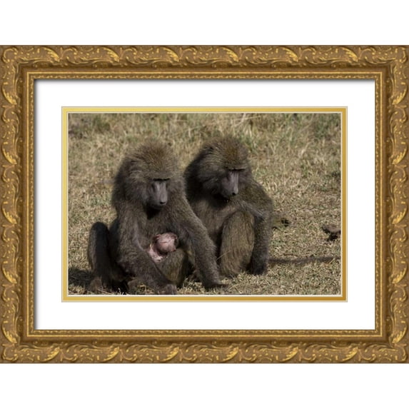 Williams, Joanne 32x23 Gold Ornate Wood Framed with Double Matting Museum Art Print Titled - Kenya Mother baboon with newborn baby