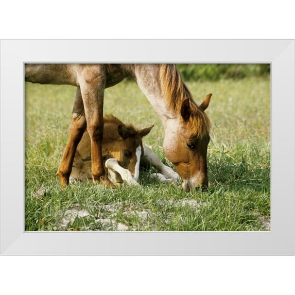 Williams, Joanne 32x23 White Modern Wood Framed Museum Art Print Titled - USA, Florida Close-up of mare and foal