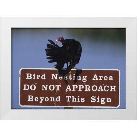 Williams, Joanne 32x24 White Modern Wood Framed Museum Art Print Titled - FL, Turkey vulture preens its feathers