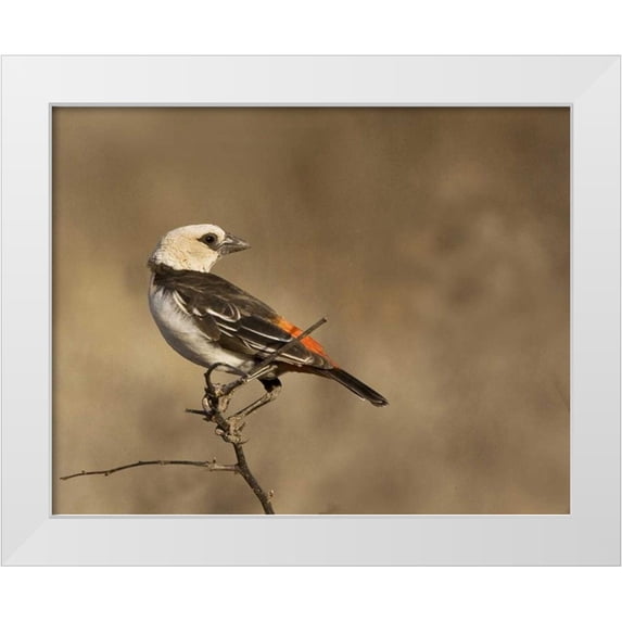 Williams, Joanne 32x26 White Modern Wood Framed Museum Art Print Titled - Kenya White-headed buffalo weaver on limb