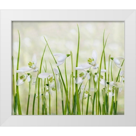 Williams, Sharon 14x12 White Modern Wood Framed Museum Art Print Titled - Meadow Of Snowdrops