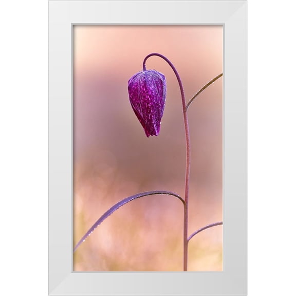 Williams, Stuart 10x14 White Modern Wood Framed Museum Art Print Titled - Fritillary