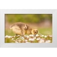 thumbnail image 1 of Williams, Stuart 14x10 White Modern Wood Framed Museum Art Print Titled - New Life, 1 of 4