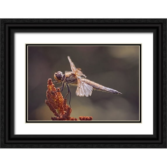 Williams, Stuart 24x17 Black Ornate Wood Framed with Double Matting Museum Art Print Titled - Battle Scars.