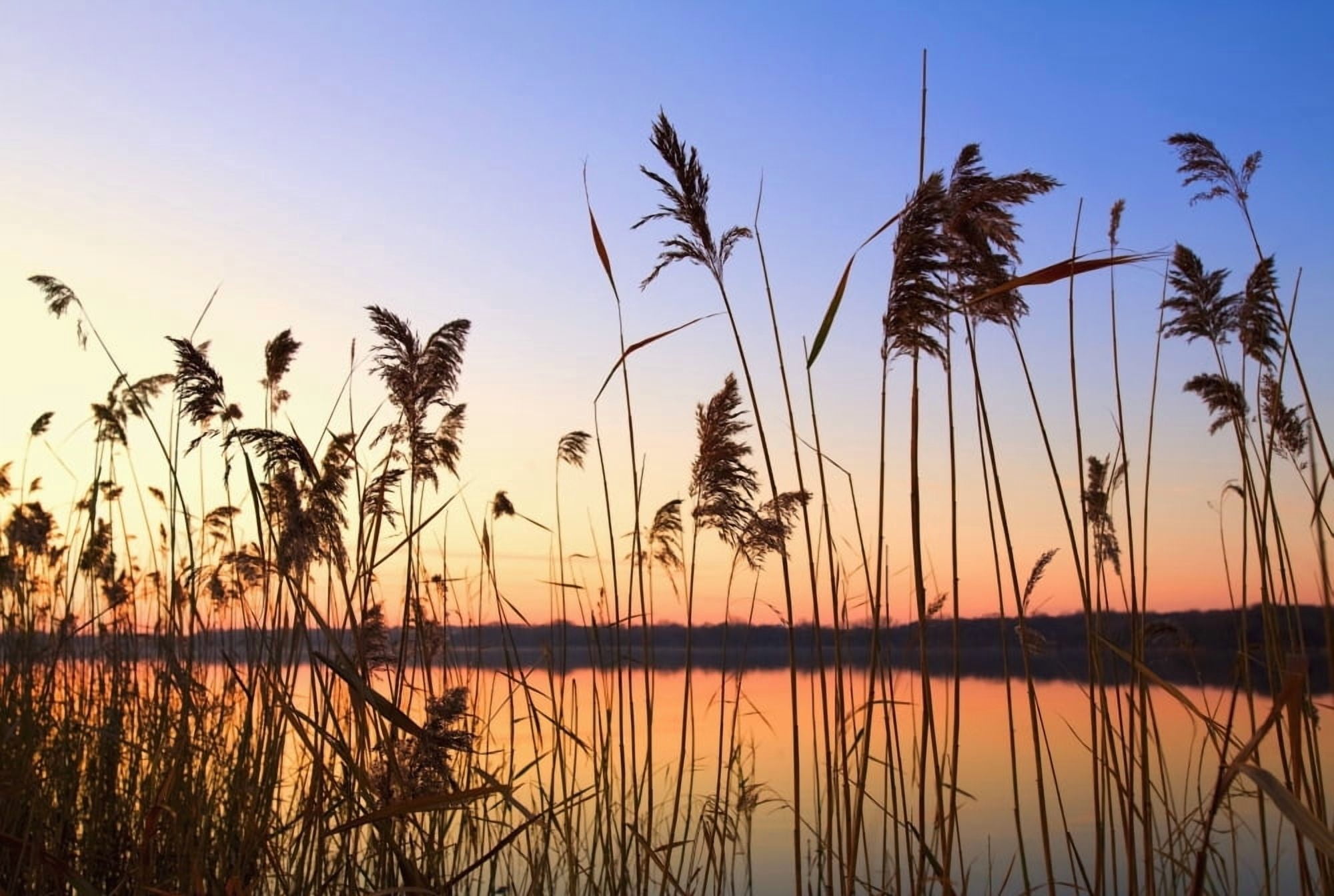 Willmar Minnesota United States Of America Tall Grass Along The Shoreline At Sunset Canvas Art - Chris and Kate Knorr Design Pics (38 x 24)