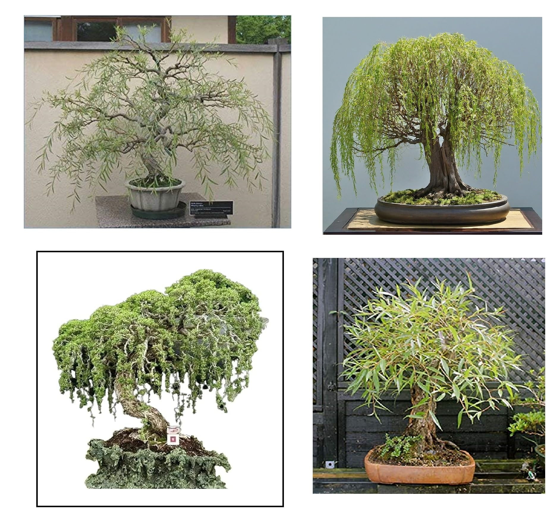 Willow Bonsai Tree Bundle - 4 Types of Exotic Willow to Bonsai - Dragon  Claw, Chinese Weeping, Austraulian, Yellow Flame - Walmart.com