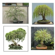 Willow Bonsai Tree Bundle - 4 Types of Exotic Willow to Bonsai - Dragon Claw, Chinese Weeping, Austraulian, Yellow Flame