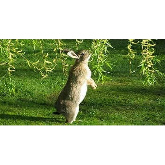Willow Bunny Brunch - 6 Cuttings to Grow Indoor Willow Leafs - Rabbits Love Them - Fresh Rabbit Food
