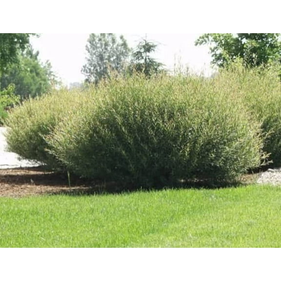 CZ Grain 9" Green Willow Bush Live Plant (5 Count)