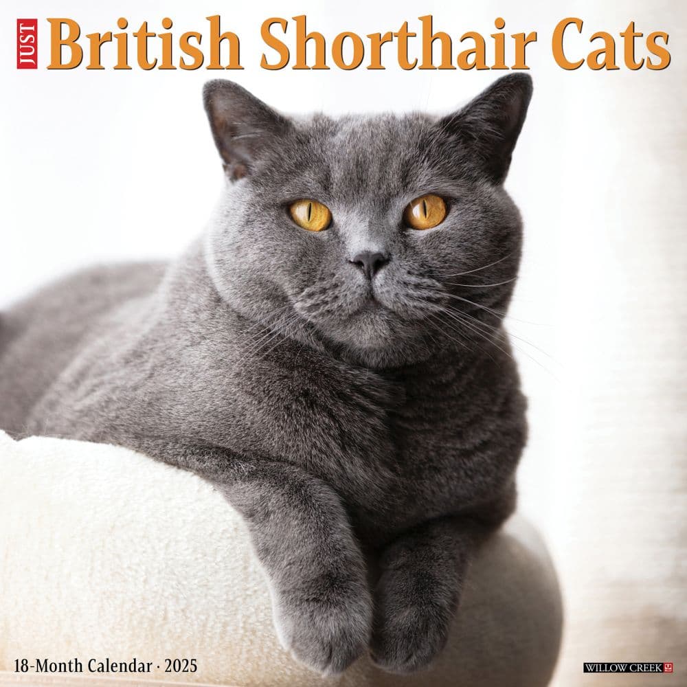 Willow Creek Press, British Shorthair Cats 2025 Wall Calendar