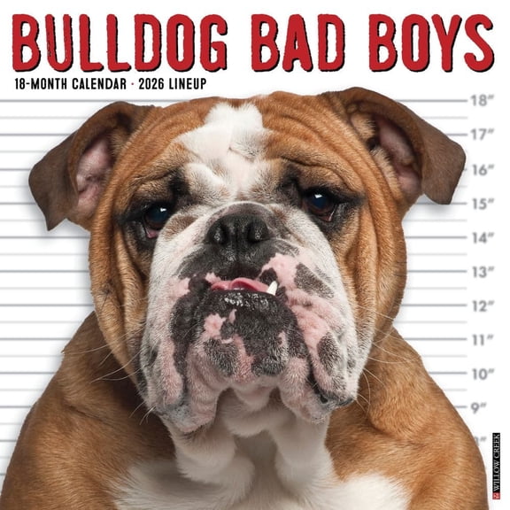 Willow Creek Press, Bulldog Bad Boys 2026 Wall Calendar, 12'' X 12'', 18-Month Calendar with Stapled Binding