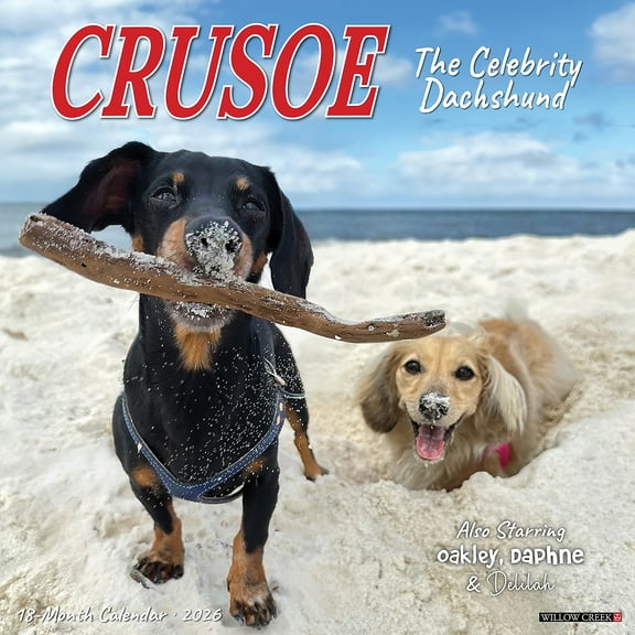 Willow Creek Press, Crusoe the Celebrity Dachshund 2026 Wall Calendar, 12'' X 12'', 18-Month Calendar with Stapled Binding