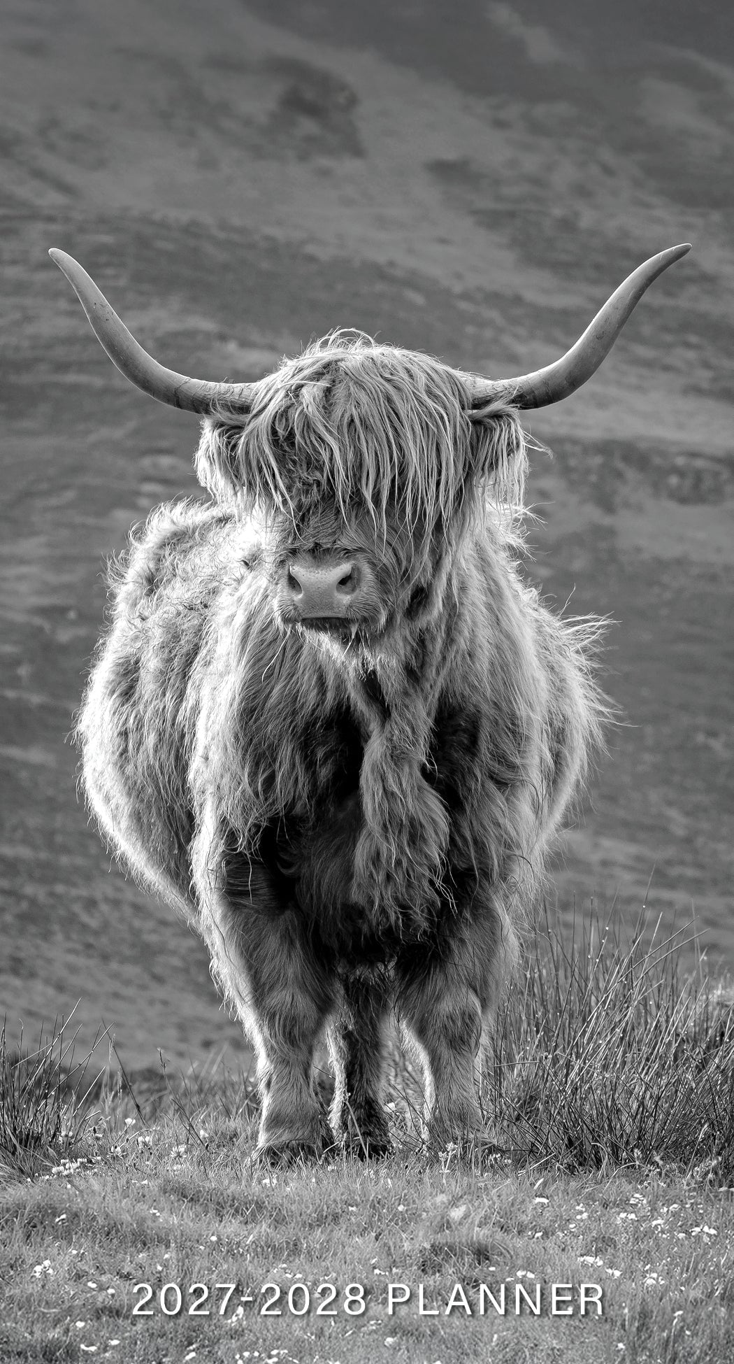 Willow Creek Press Highland Cows 2-Year 2027-28 3.5" x 6.5" Monthly Pocket Planner (66744)