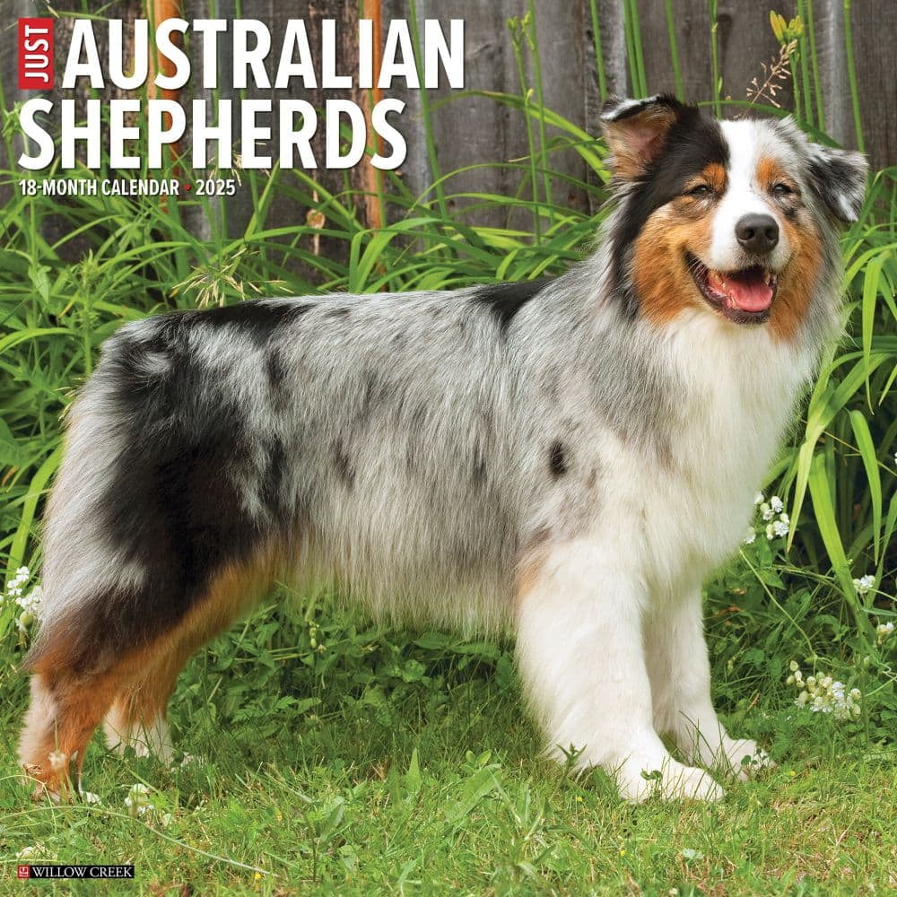Willow Creek Press, Just Australian Shepherds 2025 Wall Calendar