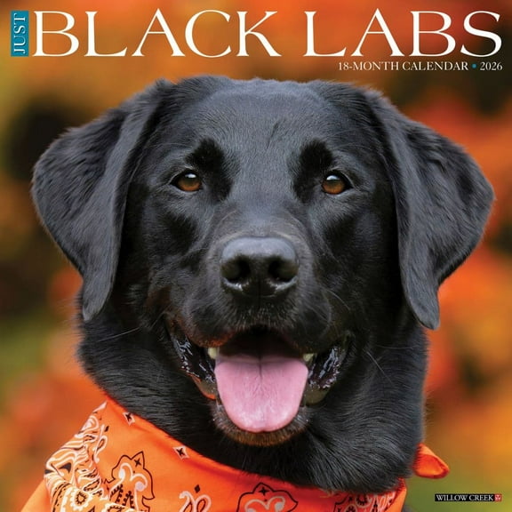 Willow Creek Press, Just Black Labs 2026 Wall Calendar, 12'' X 12'', 18-Month Calendar with Stapled Binding