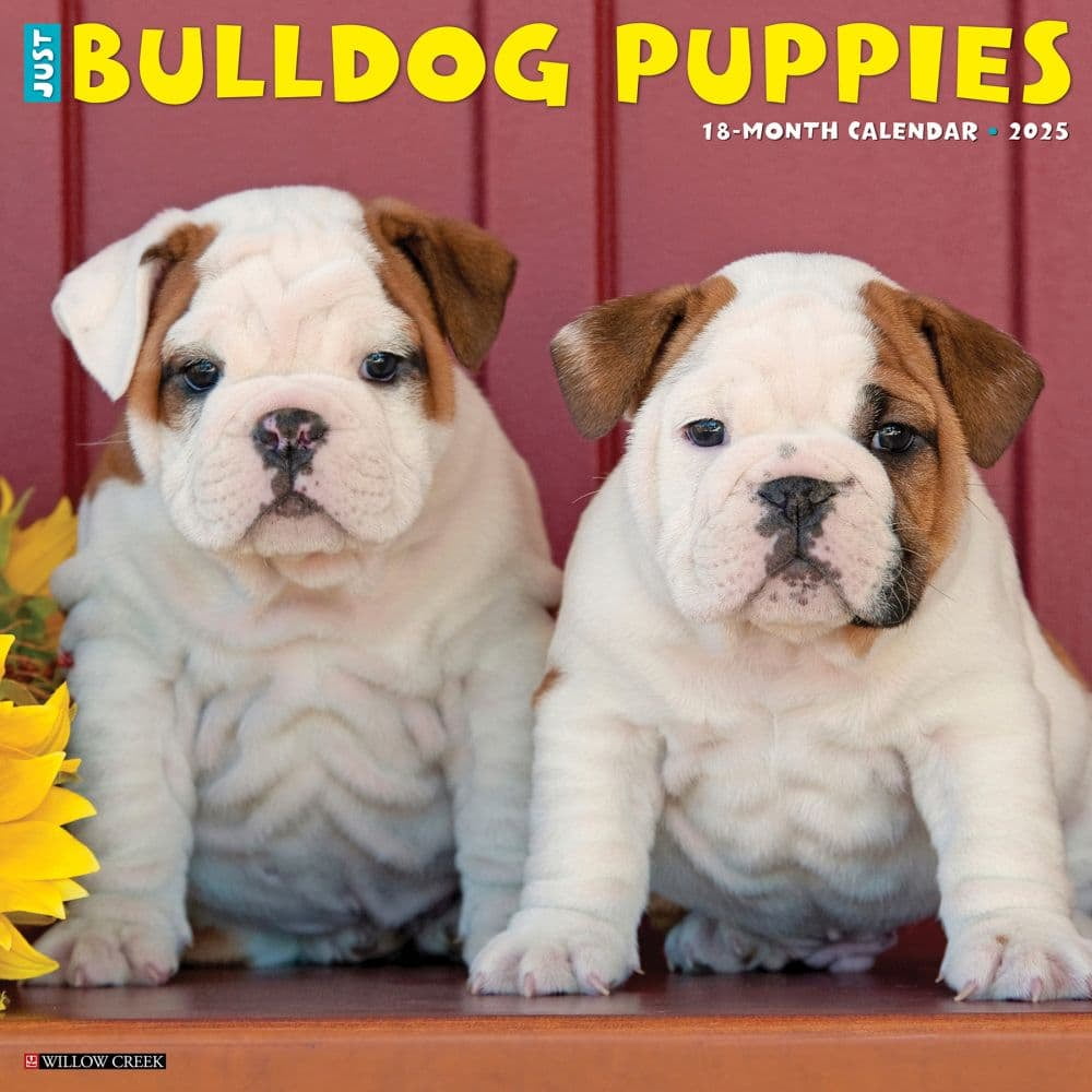 Willow Creek Press, Just Bulldog Puppies 2025 Wall Calendar