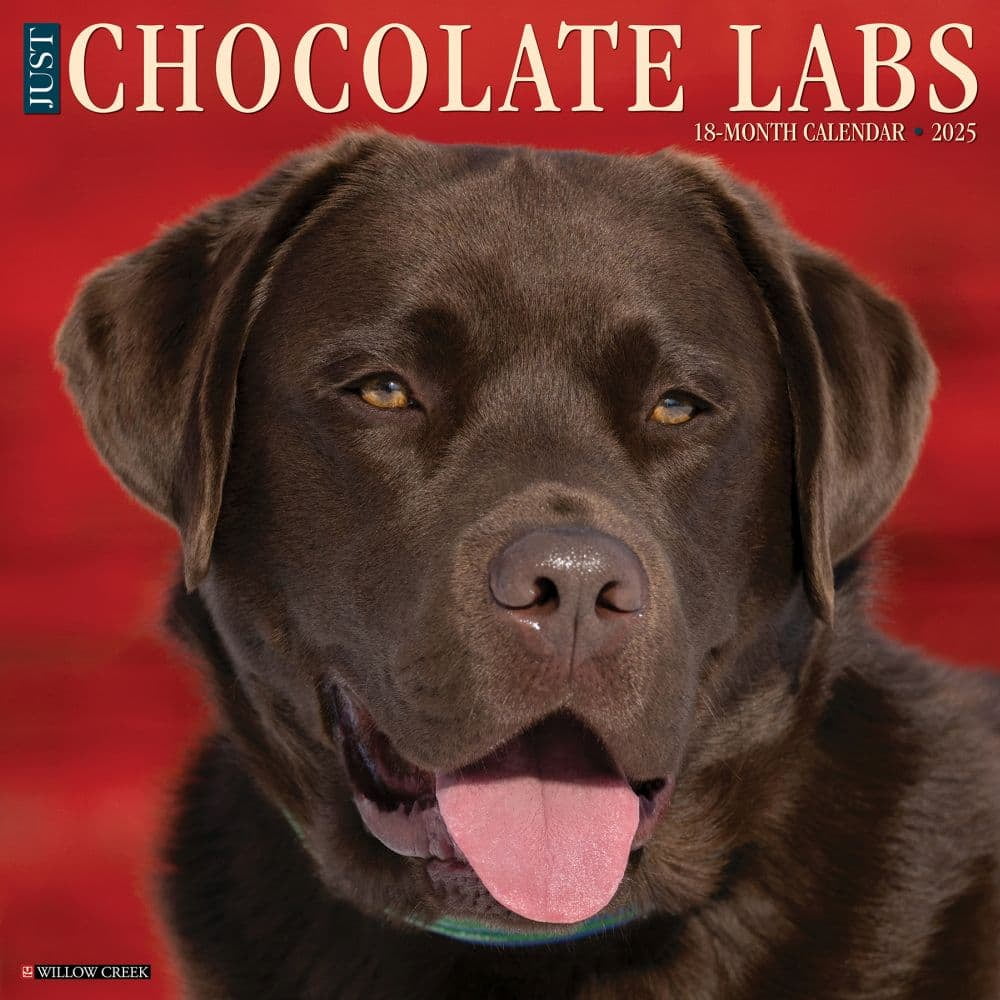 2025 Willow Creek Press Monthly Wall Calendar, 12" x 12" , Chocolate Labs, January 2025 to December 2025, 42359