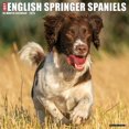 thumbnail image 1 of English Springer Spaniels 2026 12 X 12 Wall Calendar, (Hardcover), 1 of 2