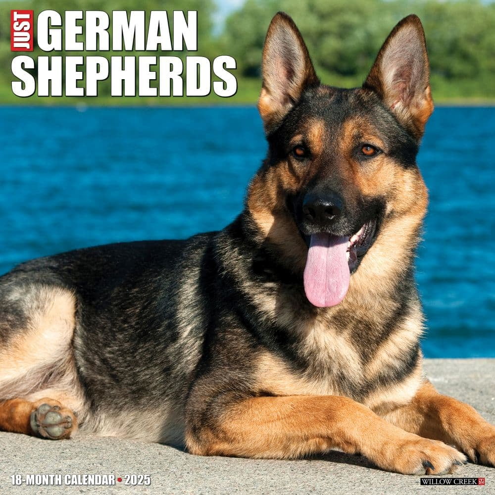 Willow Creek Press, Just German Shepherds 2025 Wall Calendar