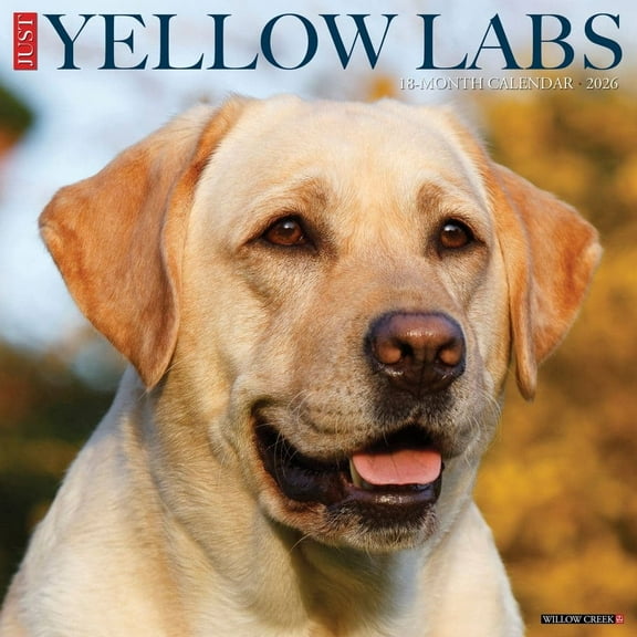 Willow Creek Press, Just Yellow Labs 2026 Wall Calendar, 12'' X 12'', 18-Month Calendar with Stapled Binding