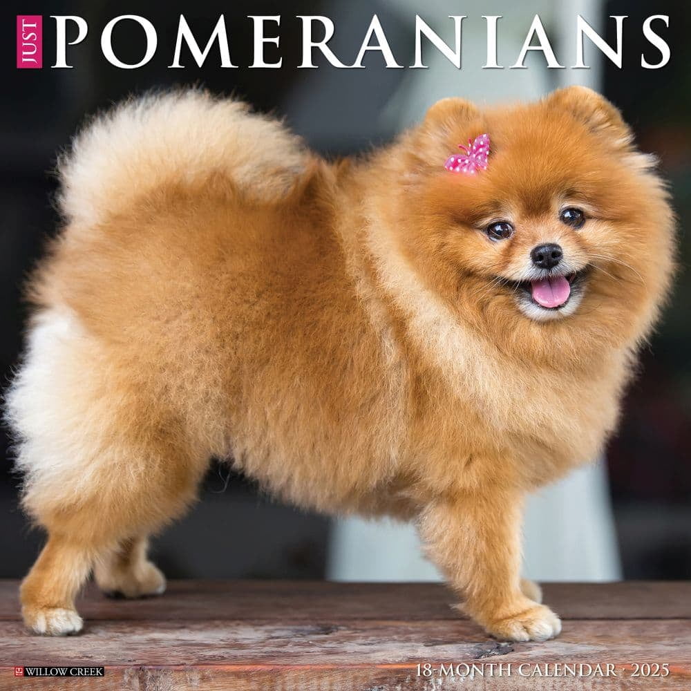 Willow Creek Press Pomeranians Wall Calendar, 0.6"x 12"