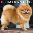 thumbnail image 1 of Willow Creek Press Pomeranians Wall Calendar, 0.6"x 12", 1 of 4