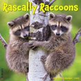 thumbnail image 1 of Willow Creek Press, Rascally Raccoons 2025 Wall Calendar, 1 of 4