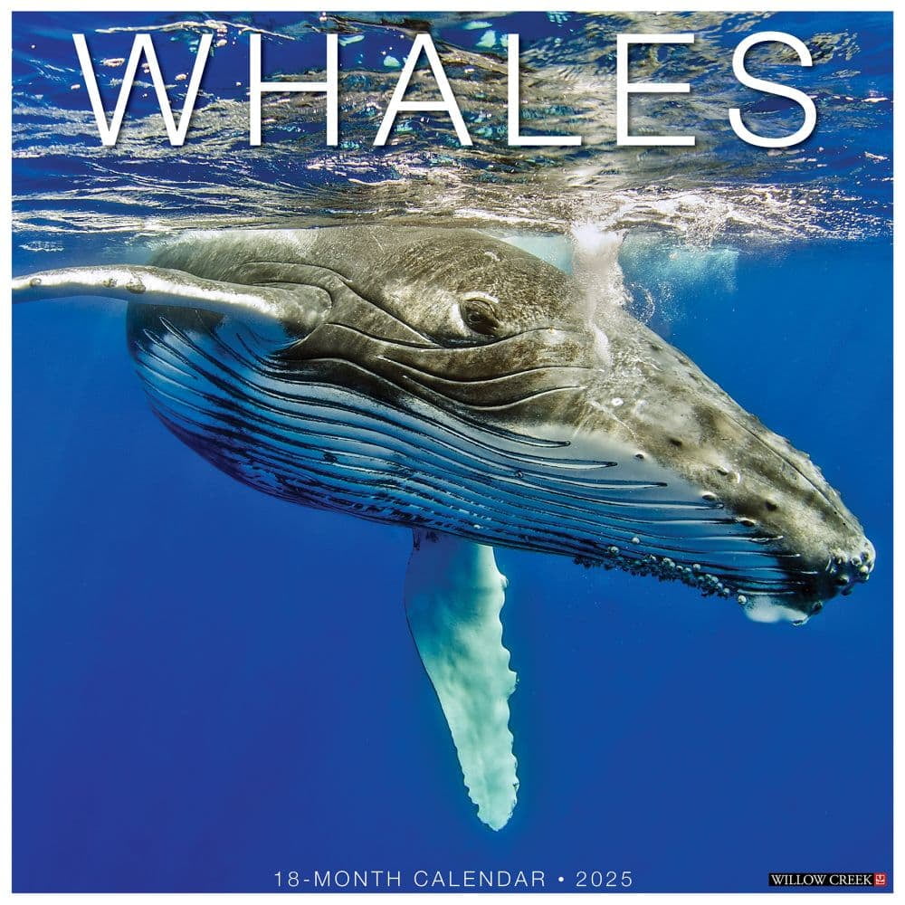 Willow Creek Press, Whales 2025 Wall Calendar