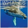 thumbnail image 1 of Willow Creek Press, Whales 2025 Wall Calendar, 1 of 4
