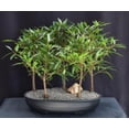 thumbnail image 1 of Willow Leaf Ficus Bonsai Tree Plant 5 Tree Forest Group (ficus nerifolia/salicafolia), 1 of 2
