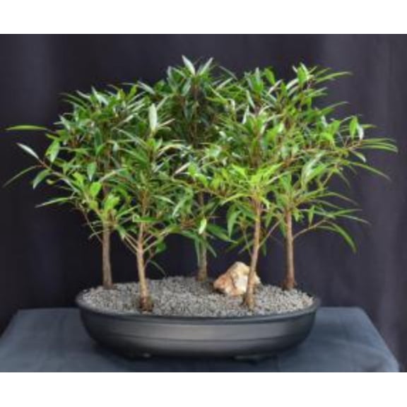 Willow Leaf Ficus Bonsai Tree Plant 5 Tree Forest Group (ficus nerifolia/salicafolia)