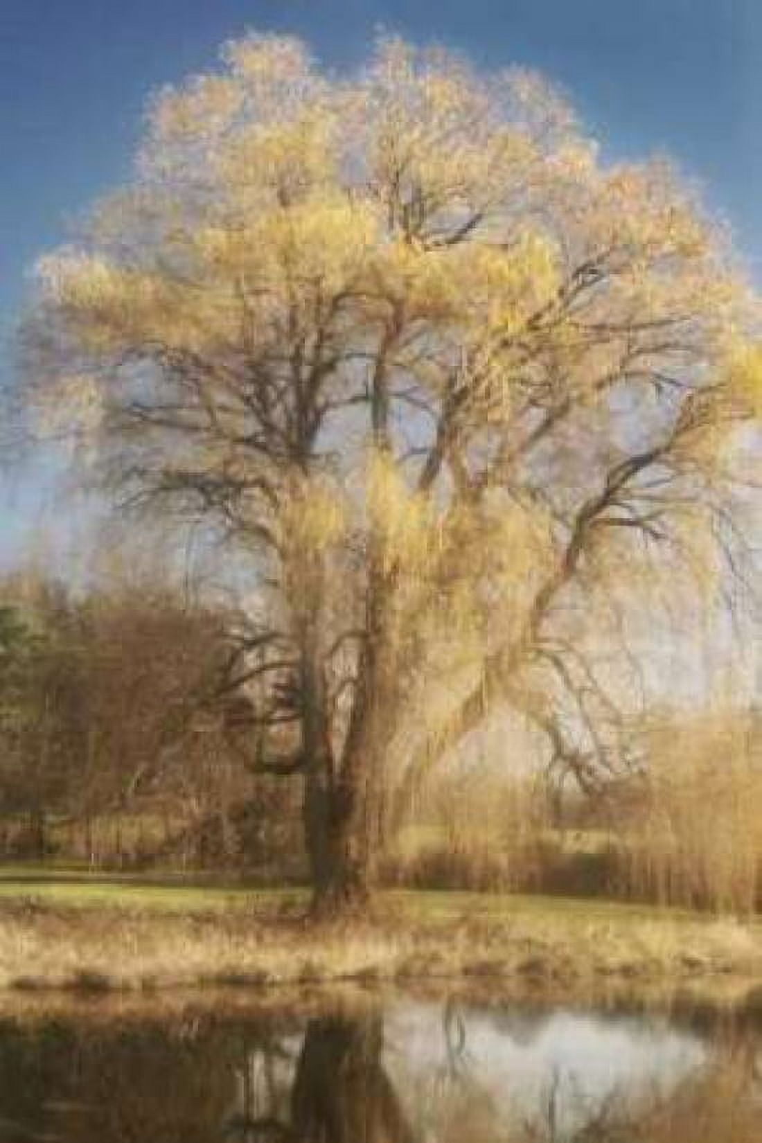 Willow Magic I Canvas Art - Geyman Vitaly (24 x 36)
