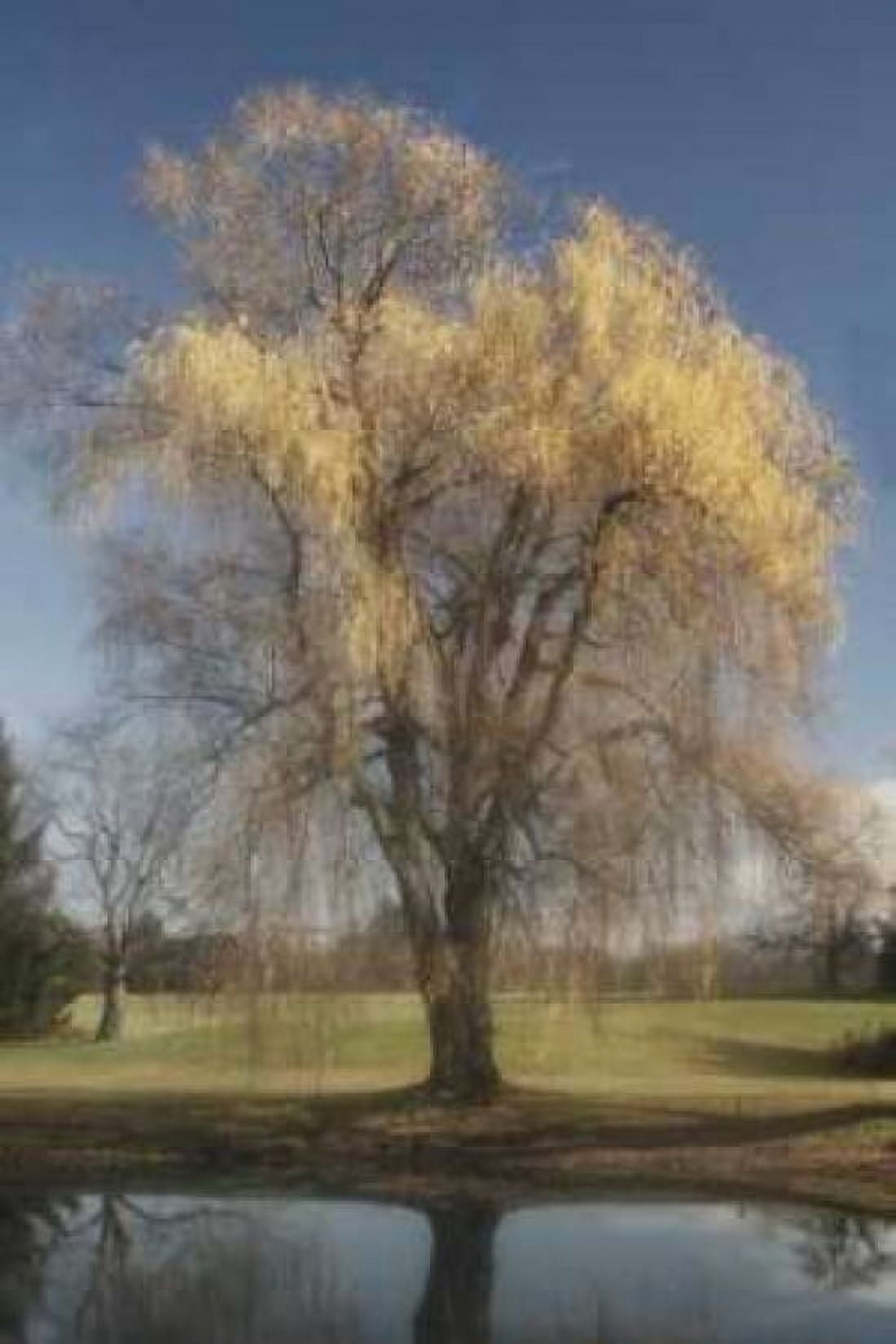 Willow Magic II Canvas Art - Geyman Vitaly (24 x 36)