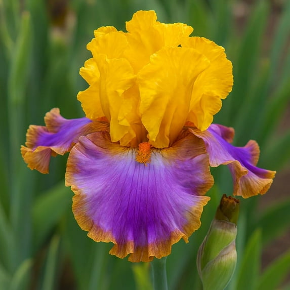 Megabucks Bearded Iris Bulb – Striking Two-Toned Blooms, Bold Color, Dramatic Blooms (3 Rhizomes)