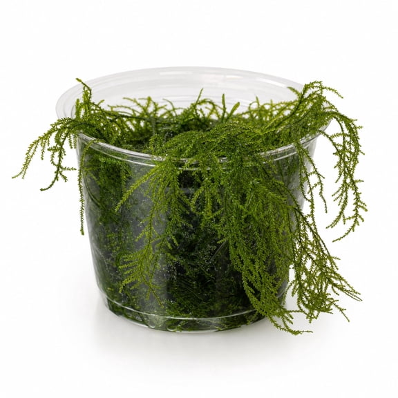 Canton Aquatics Willow Moss Fontinalis Antipyretica Live Aquarium 4 oz Cup
