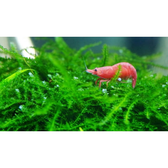 Willow Moss Fontinalis Antipyretica Portion Size: 4 Ounce Cup Live Aquarium Plants BUY 2 GET 1 FREE