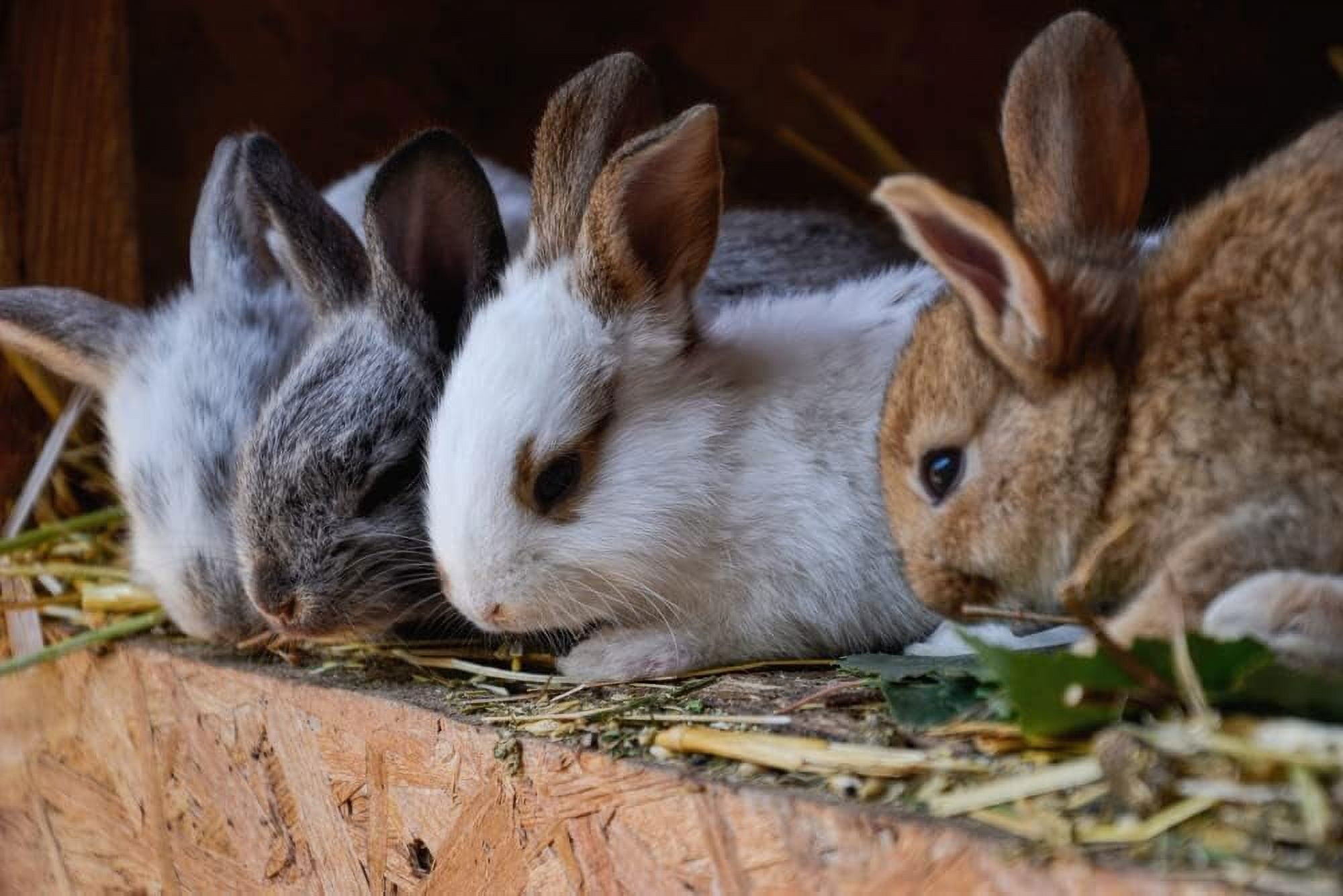 Willow Munch Sticks for Rabbits Chinchilla Guinea Pigs - Small Animal ...