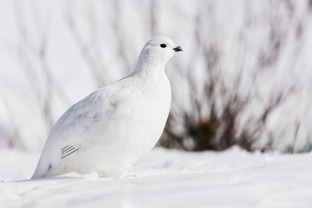 Willow Ptarmigan (Lagopus lagopus) foraging among willows in early spring in Arctic Valley in Southcentral Alaska Canvas Art - Ray Bulson Design Pics (38 x 24)