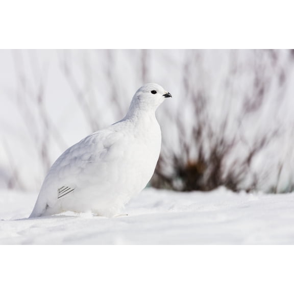 Willow Ptarmigan (Lagopus lagopus) foraging among willows in early spring in Arctic Valley in Southcentral Alaska Canvas Art - Ray Bulson Design Pics (38 x 24)