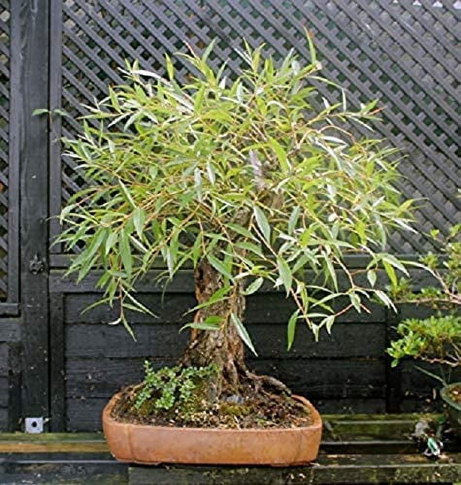 Willow Tree Bundle 1 Fast Growing Aussie Willow Trees 1 Weeping Willow Trees 1 Black Willow Tree 1 Globe Willow Ready to Plant