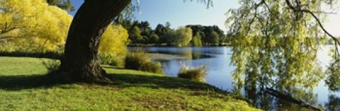 Willow Tree By A Lake Green Lake Seattle Washington State USA Canvas Art - Panoramic Images (18 x 6)