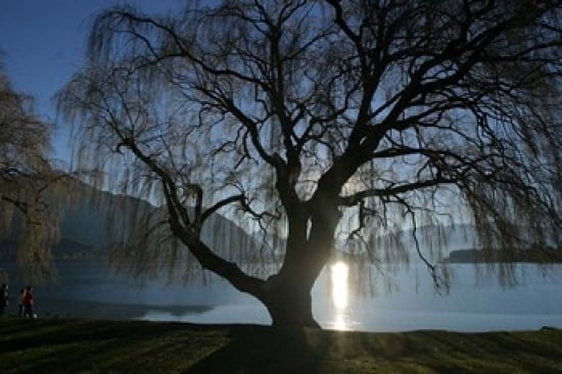 Willow Tree Lake Wanaka Wanaka South Island New Zealand Canvas Art - Douglas Peebles DanitaDelimont (15 x 10)