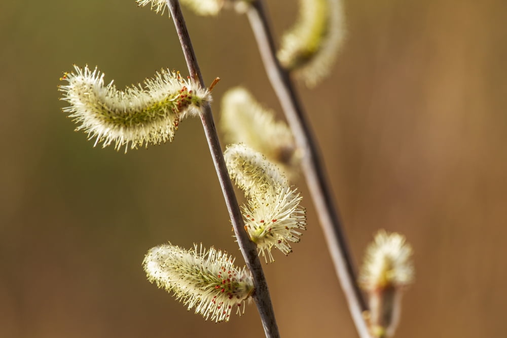 Willow buds begin to sprout as the air warms often before all the surrounding snow has melted Mentasta Alaska United States of America Canvas Art - Zachary Sheldon Design Pics (19 x 12)