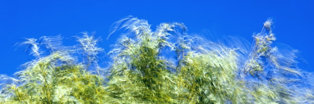 Willow tree foliage in the wind Temecula California USA Canvas Art - Panoramic Images (27 x 9)