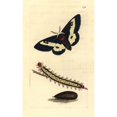 thumbnail image 1 of Willowherb Hawkmoth, Proserpinus Proserpina Poster Print By ® Florilegius Mary Evans (18 X 24), 1 of 3