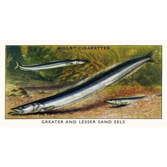Wills' Cigarette Card - Greater & Lesser Sand Eels. Print By Mary Evans Picture Librarypeter & Dawn Cope Collection